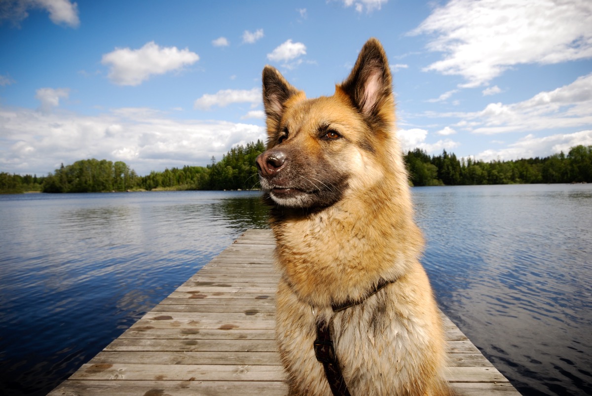 Schäferhund auf einem Holzsteg an einem schwedischen See